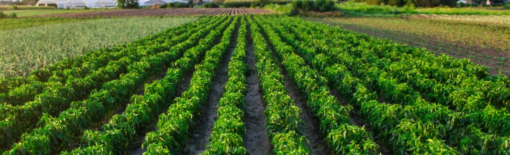 Har Ghar Ka Healthy Snack